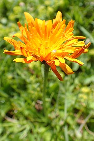 Crepis aurea \ Gold-Pippau / Golden Hawk's-Beard, A Tauplitz-Alm 8.7.2020