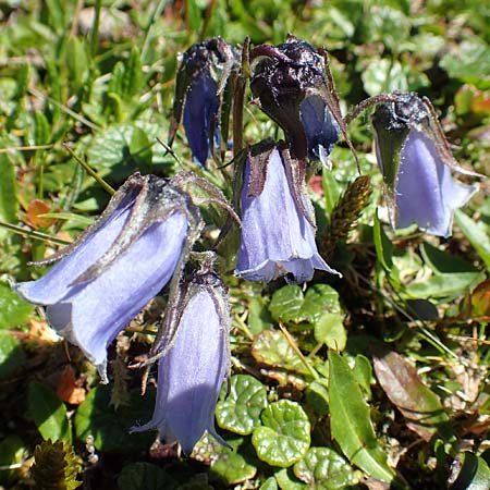 Campanula alpina \ Alpen-Glockenblume / Alpine Bellflower, A Traweng 8.7.2020