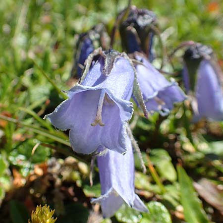 Campanula alpina \ Alpen-Glockenblume / Alpine Bellflower, A Traweng 8.7.2020