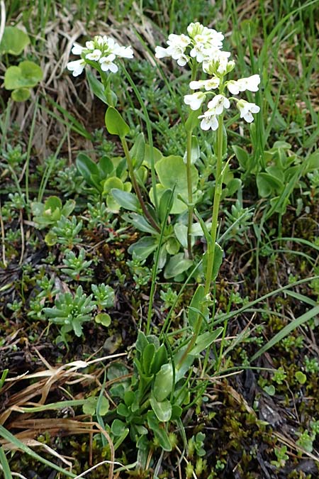 Arabis subcoriacea / Subcoriaceous Rock-Cress, A Wölzer Tauern, Kleiner Zinken 26.6.2021