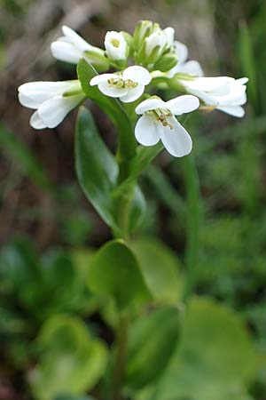 Arabis subcoriacea / Subcoriaceous Rock-Cress, A Wölzer Tauern, Kleiner Zinken 26.6.2021