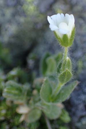 Cerastium alpinum \ Alpen-Hornkraut / Alpine Mouse-Ear, A Seetaler Alpen, Zirbitzkogel 28.6.2021