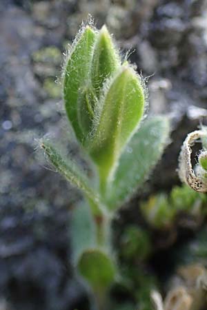 Cerastium alpinum \ Alpen-Hornkraut, A Seetaler Alpen, Zirbitzkogel 28.6.2021