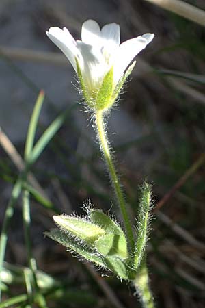 Cerastium alpinum \ Alpen-Hornkraut / Alpine Mouse-Ear, A Seetaler Alpen, Zirbitzkogel 28.6.2021