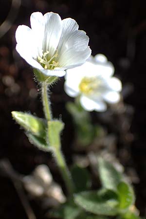 Cerastium alpinum \ Alpen-Hornkraut, A Seetaler Alpen, Zirbitzkogel 28.6.2021