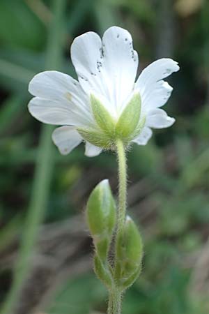 Cerastium alpinum \ Alpen-Hornkraut, A Pusterwald, Eiskar 29.6.2021