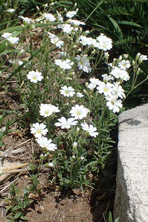 Cerastium arvense subsp. strictum \ Steifes Acker-Hornkraut / American Field Mouse-Ear, A Pusterwald, Eiskar 29.6.2021