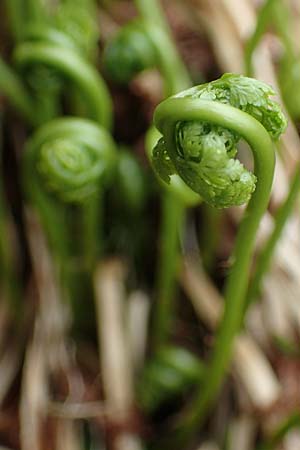 Cystopteris alpina \ Alpen-Blasenfarn / Alpine Bladder Fern, A Seckauer Tauern, Brandstätter Törl 1.7.2021