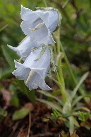 Campanula alpina \ Alpen-Glockenblume, A Niedere Tauern, Sölk-Pass 2.7.2021