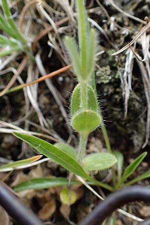 Cerastium alpinum \ Alpen-Hornkraut / Alpine Mouse-Ear, A Niedere Tauern, Sölk-Pass 2.7.2021