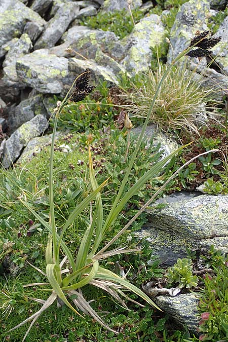 Carex atrata \ Geschwrzte Segge / Black Alpine Sedge, A Wölzer Tauern, Hoher Zinken 24.7.2021