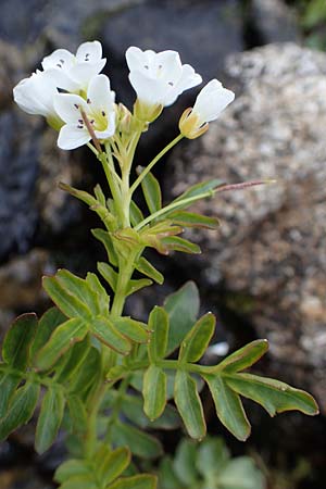 Cardamine amara \ Bitteres Schaumkraut / Large Bitter-Cress, A Seckauer Tauern, Brandstätter Törl 27.7.2021