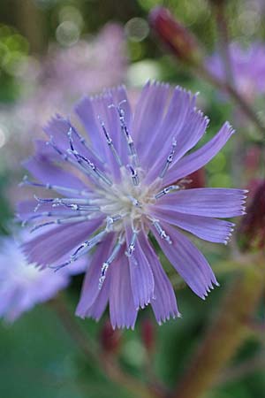 Cicerbita alpina / Alpine Blue Sow-Thistle, A Pusterwald 29.7.2021