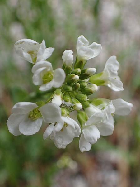 Thlaspi alpinum / Alpine Penny-Cress, A Türnitz 6.5.2022