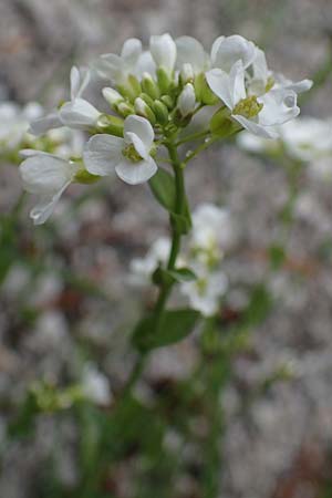 Thlaspi alpinum \ Alpen-Tschelkraut, A Türnitz 6.5.2022