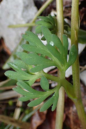 Callianthemum anemonoides \ Anemonen-Schmuckblume / Eastern Callianthemum, A Türnitz 6.5.2022