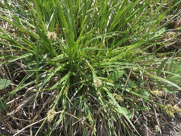 Carex otrubae \ Hain-Segge, Falsche Fuchs-Segge / False Fox Sedge, A Seewinkel, Podersdorf 10.5.2022