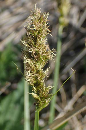 Carex otrubae \ Hain-Segge, Falsche Fuchs-Segge / False Fox Sedge, A Seewinkel, Podersdorf 10.5.2022