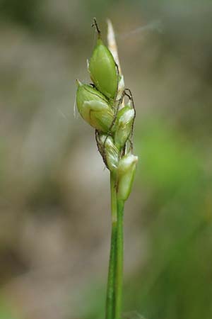 Carex alba \ Weie Segge / White Sedge, A St. Gilgen 16.5.2022