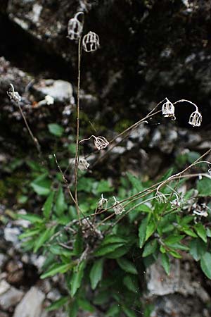 Campanula cochlearifolia \ Kleine Glockenblume / Fairy's Thimble, A St. Gilgen 16.5.2022