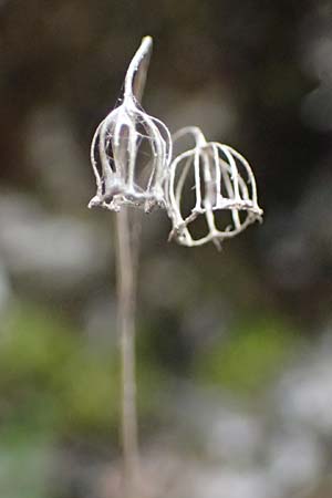 Campanula cochlearifolia \ Kleine Glockenblume / Fairy's Thimble, A St. Gilgen 16.5.2022