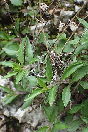 Campanula cochlearifolia \ Kleine Glockenblume / Fairy's Thimble, A St. Gilgen 16.5.2022