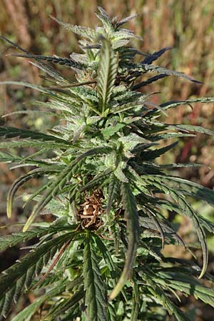 Cannabis sativa \ Hanf / Hemp, A Siegendorf 24.9.2022