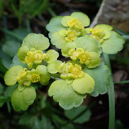 Chrysosplenium alternifolium \ Wechselblttriges Milzkraut, Gold-Milzkraut, A Krems 1.4.2023