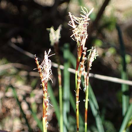 Carex digitata \ Finger-Segge / Fingered Sedge, A Osttirol, Lienz 5.4.2023