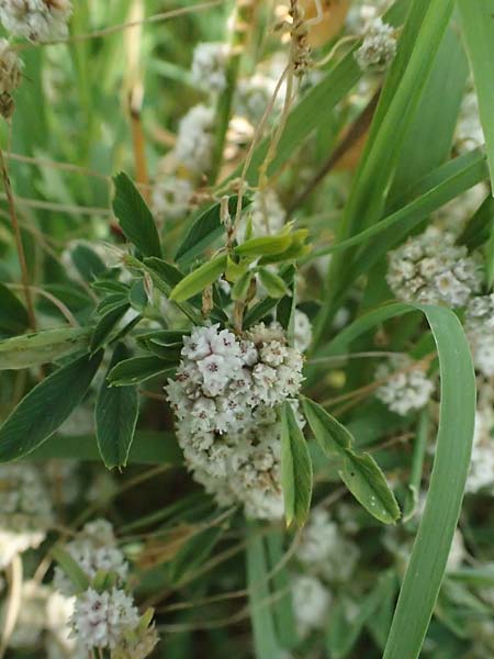 Cuscuta approximata / Alfalfa Dodder, A Seewinkel, Podersdorf 11.7.2023