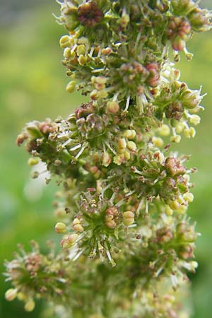 Blitum bonus-henricus \ Guter Heinrich, A Kärnten, Petzen 2.7.2010