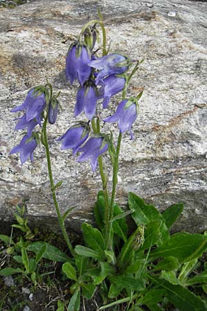 Campanula barbata \ Brtige Glockenblume, Bart-Glockenblume, A Malta - Tal 19.7.2010