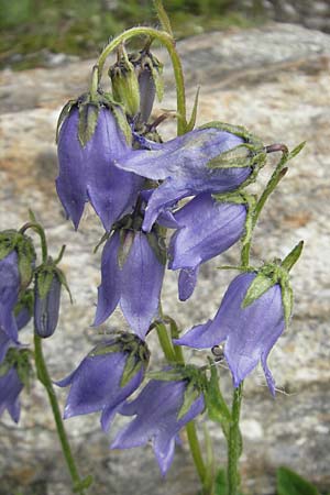 Campanula barbata \ Brtige Glockenblume, Bart-Glockenblume / Bearded Bellflower, A Malta - Tal / Valley 19.7.2010