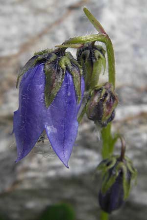 Campanula barbata \ Brtige Glockenblume, Bart-Glockenblume, A Malta - Tal 19.7.2010