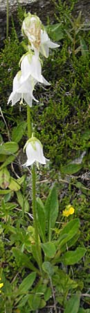 Campanula barbata \ Brtige Glockenblume, Bart-Glockenblume / Bearded Bellflower, A Malta - Tal / Valley 19.7.2010