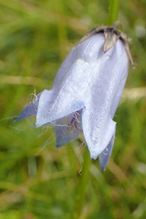 Campanula barbata \ Brtige Glockenblume, Bart-Glockenblume, A Kärnten, Koralpe 9.8.2016