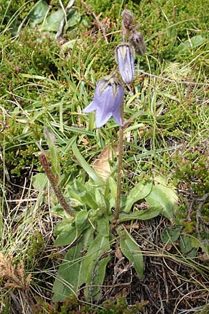 Campanula barbata \ Brtige Glockenblume, Bart-Glockenblume, A Kärnten, Koralpe 9.8.2016