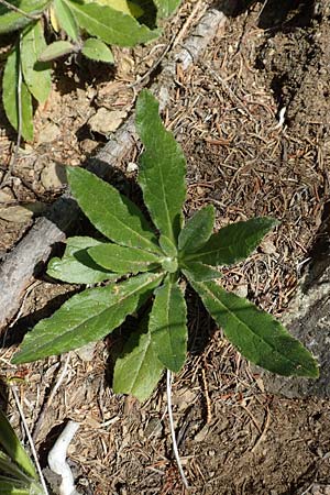 Campanula barbata \ Brtige Glockenblume, Bart-Glockenblume / Bearded Bellflower, A Pusterwald 1.7.2019