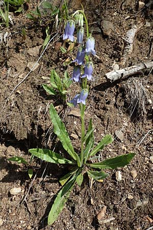 Campanula barbata \ Brtige Glockenblume, Bart-Glockenblume / Bearded Bellflower, A Pusterwald 1.7.2019