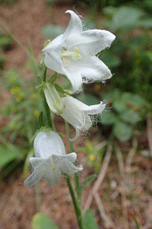 Campanula barbata \ Brtige Glockenblume, Bart-Glockenblume, A Trenchtling 3.7.2019