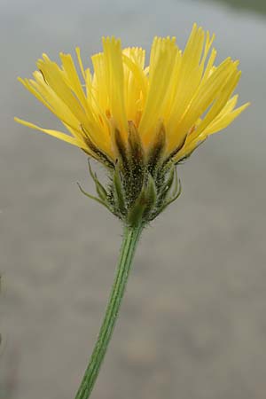 Crepis biennis \ Wiesen-Pippau, A Tragöß 5.7.2019