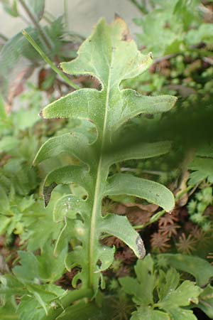 Crepis biennis \ Wiesen-Pippau / Rough Hawk's-Beard, A Tragöß 5.7.2019