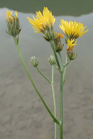 Crepis biennis \ Wiesen-Pippau, A Tragöß 5.7.2019