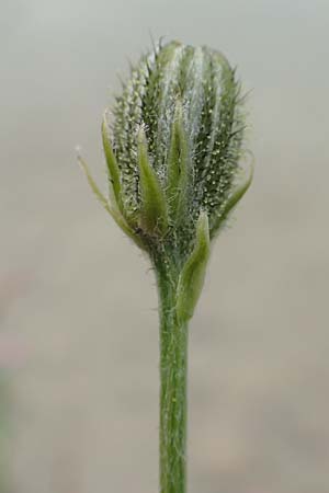 Crepis biennis \ Wiesen-Pippau, A Tragöß 5.7.2019