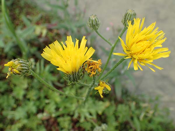 Crepis biennis \ Wiesen-Pippau / Rough Hawk's-Beard, A Tragöß 5.7.2019