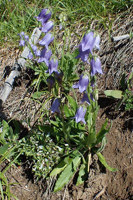 Campanula barbata \ Brtige Glockenblume, Bart-Glockenblume, A Pölstal-Oberzeiring 26.6.2021