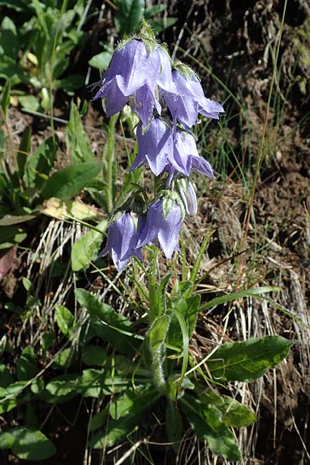 Campanula barbata \ Brtige Glockenblume, Bart-Glockenblume, A Pölstal-Oberzeiring 26.6.2021