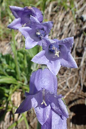 Campanula barbata \ Brtige Glockenblume, Bart-Glockenblume / Bearded Bellflower, A Pölstal-Oberzeiring 26.6.2021