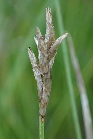 Carex brizoides \ Zittergras-Segge, A Ingeringsee 27.7.2021