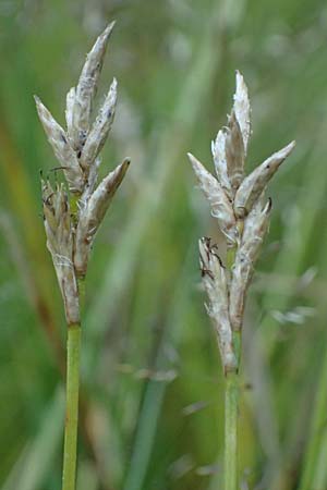 Carex brizoides \ Zittergras-Segge / Quaking Grass Sedge, A Ingeringsee 27.7.2021